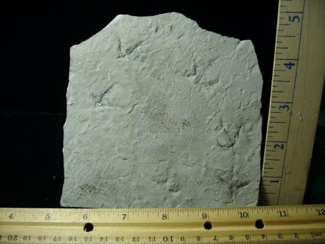 Fossilized Bird Tracks (071920j)
