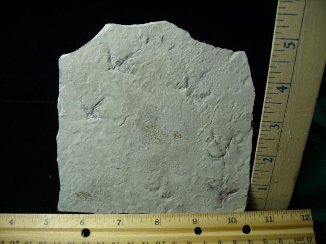 Fossilized Bird Tracks (071920j) - Image 2