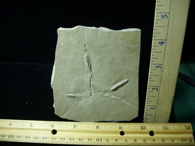 Fossilized Bird Track (071920k) - Image 2