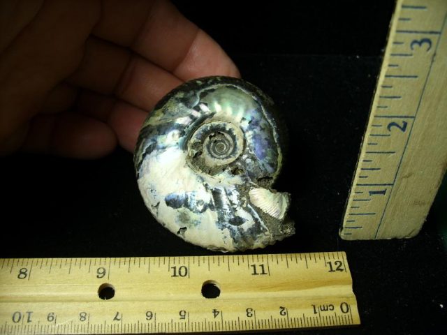 Fossilized Russian Ammonite (071920f) - Image 2