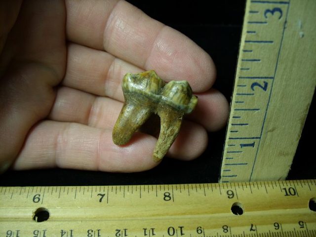 Fossilized Cave Bear Tooth  (072020a)