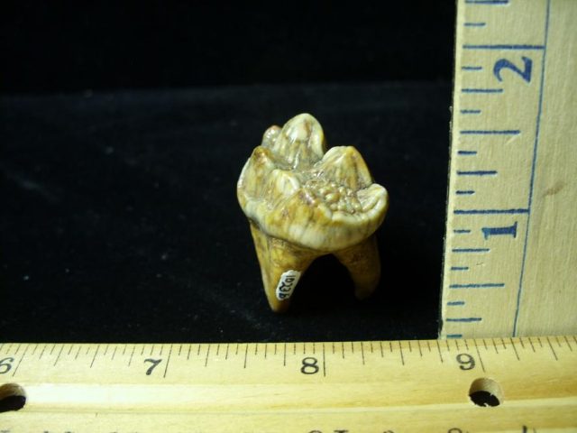 Fossilized Cave Bear Tooth  (072020a) - Image 2