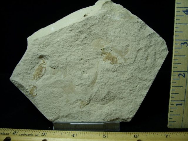 Double Fossil “Pea” Crab (072020c)