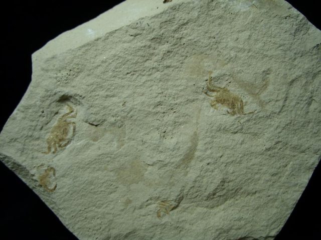 Double Fossil “Pea” Crab (072020c) - Image 2