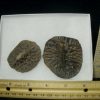 Fossilized Alligator Scutes (072020f)
