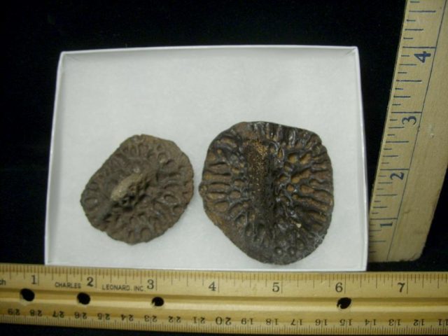 Fossilized Alligator Scutes (072020f)