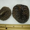 Fossilized Alligator Scutes (072020f) - Image 2