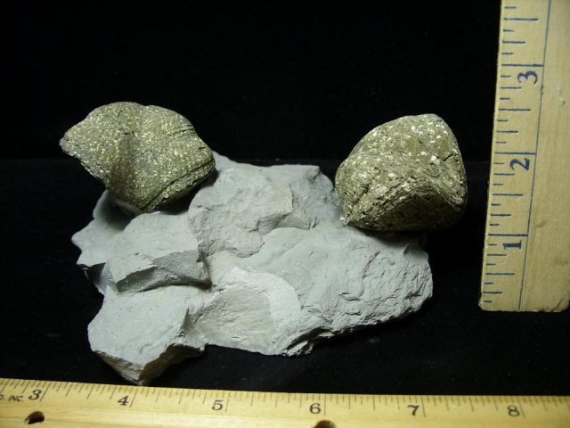 Pyritized Bachiopods (072020z) - Image 2