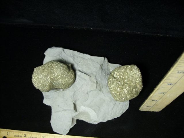 Pyritized Bachiopods (072020z) - Image 3