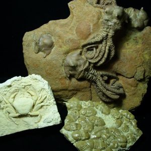 Collector's Choice Specimens