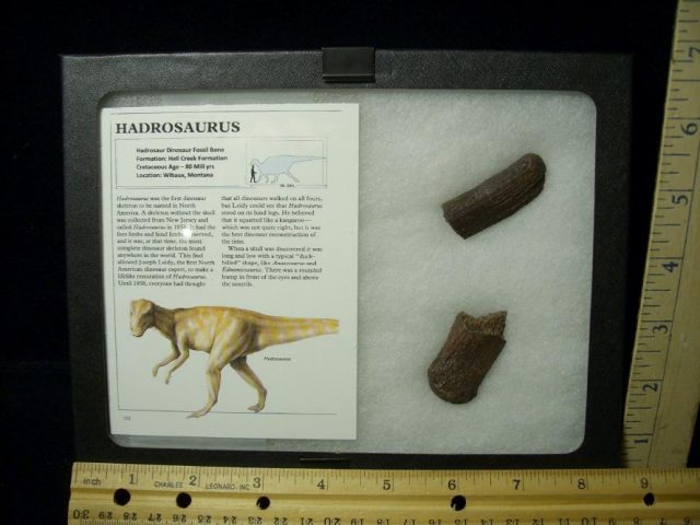 Hadrosaur Dinosaur Bone (072520h) 
