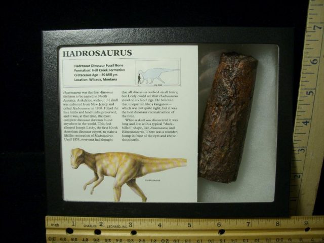 Hadrosaur Dinosaur Bone (072520j) 