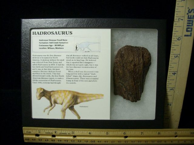 Hadrosaur Dinosaur Bone (072520k) 