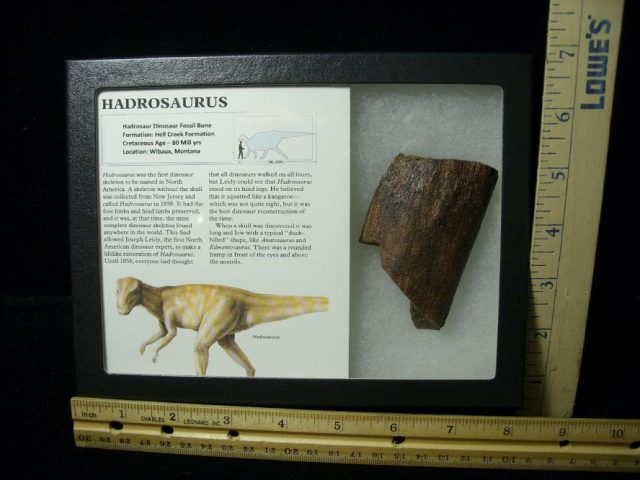 Hadrosaur Dinosaur Bone (072520m) 