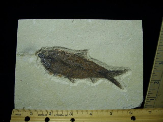 Fossilized “Green River” Fish (072820c)