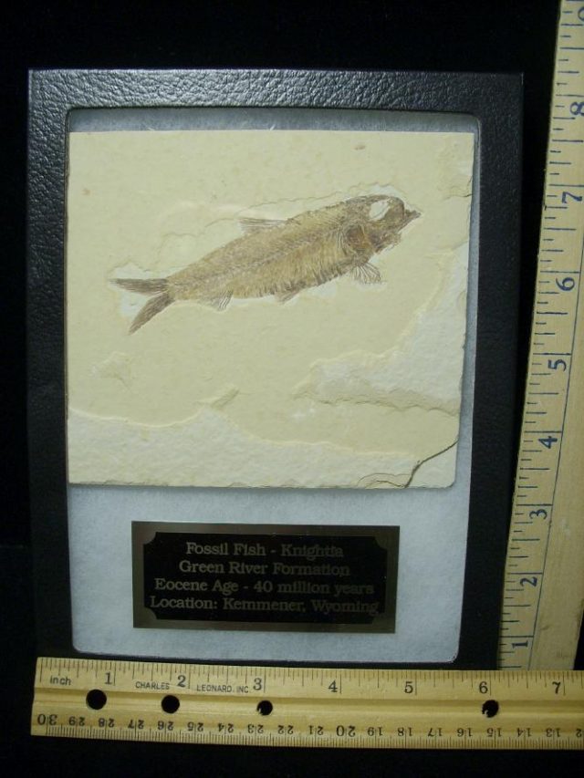 Framed Fossilized “Green River” Fish (072820a)