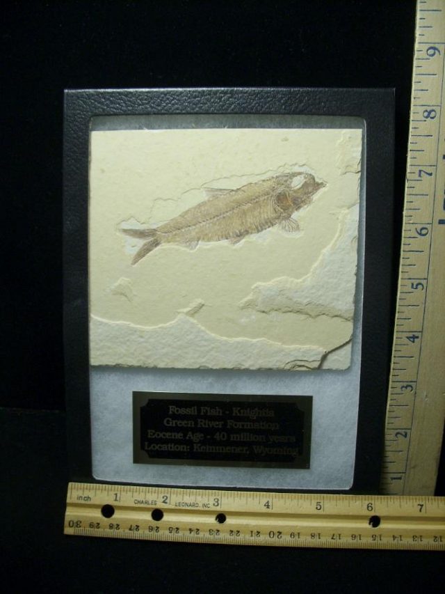 Framed Fossilized “Green River” Fish (072820a) - Image 2