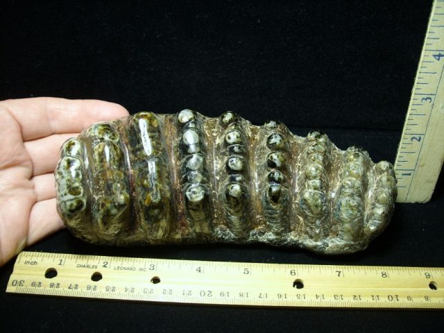 Fossilized Stegodon Molar (072820x)