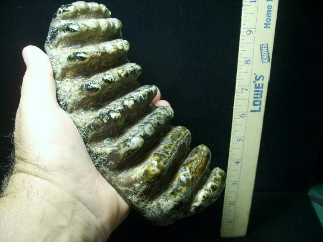 Fossilized Stegodon Molar (072820x) - Image 2