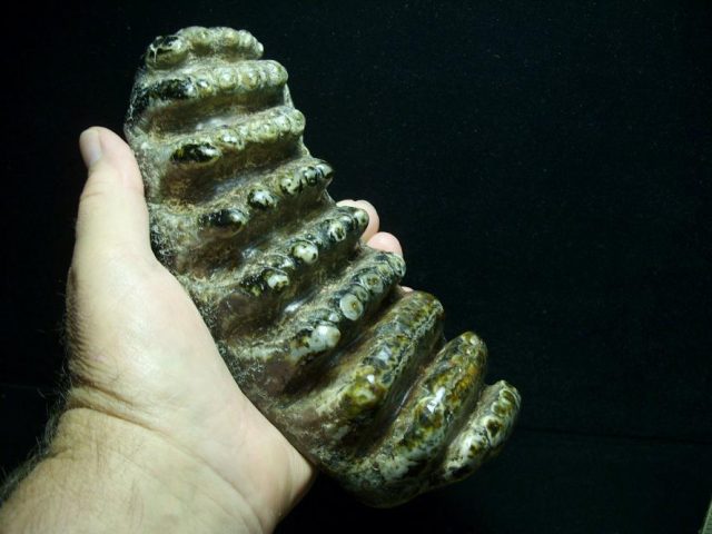 Fossilized Stegodon Molar (072820x) - Image 3