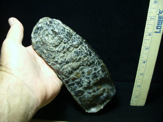 Fossilized Stegodon Molar (072820x) - Image 4