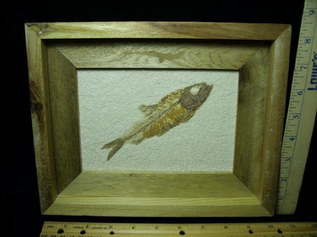 Fossilized “Green River” Fish (072820d)