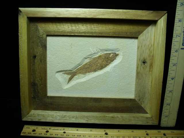 Fossilized “Green River” Fish (072820j)