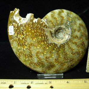 Ammonites with Suture Patterns