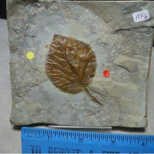 Plant Fossils