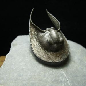 Trilobites For Sale