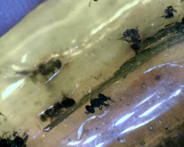 Dominican Amber Specimen with "12" Twelve Stingless Bees(081920s) - Image 3