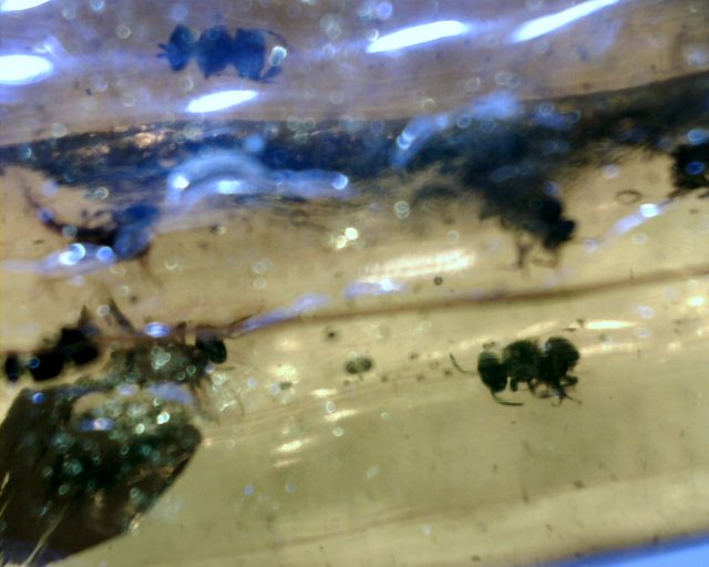 Dominican Amber Specimen with "12" Twelve Stingless Bees(081920s) - Image 4