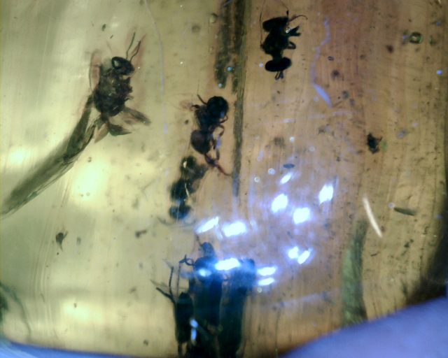 Dominican Amber Specimen with "12" Twelve Stingless Bees(081920s) - Image 5