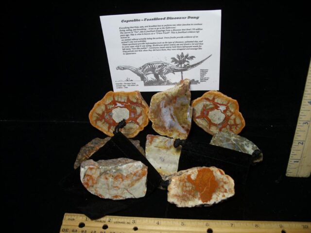 "Poop in a Pouch" Dinosaur Coprolite(091022x) - Image 2