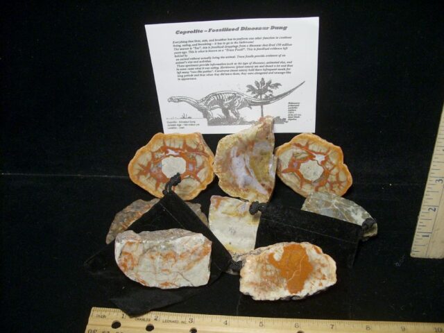 "Poop in a Pouch" Dinosaur Coprolite(091022x)