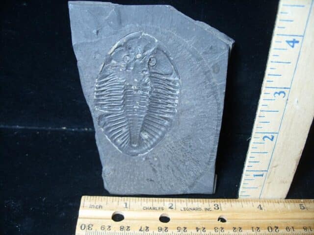 Ogygites Fossil Trilobite (072924g)