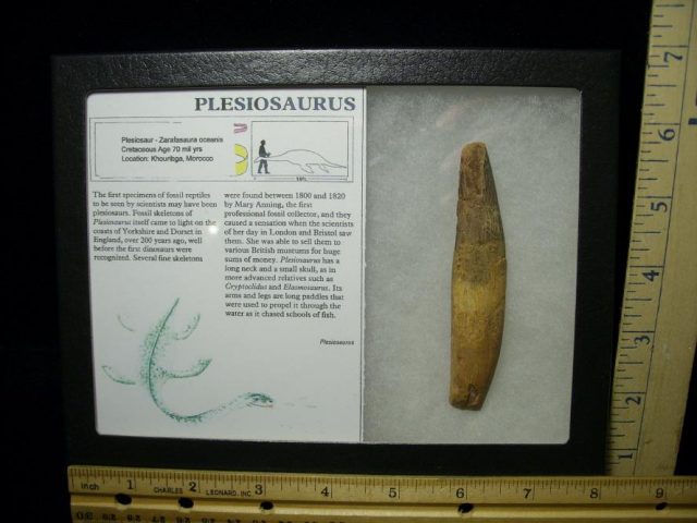  Large Plesiosaurus Dinosaur Tooth (080320a)