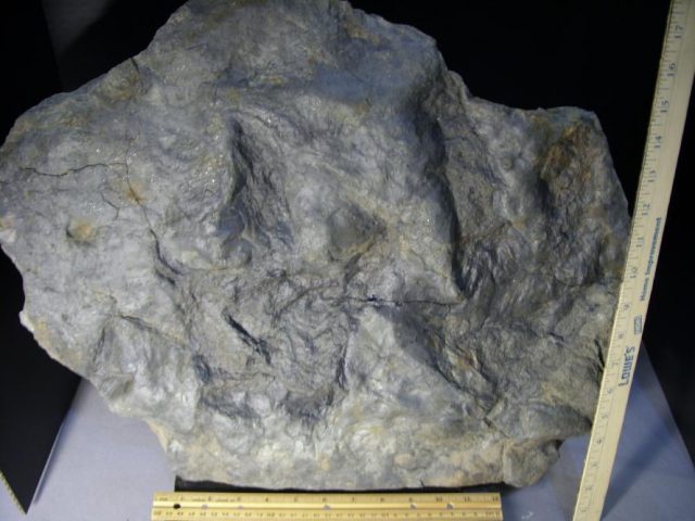 EXTRA LARGE DINOSAUR TRACK  (080320n) - Image 3