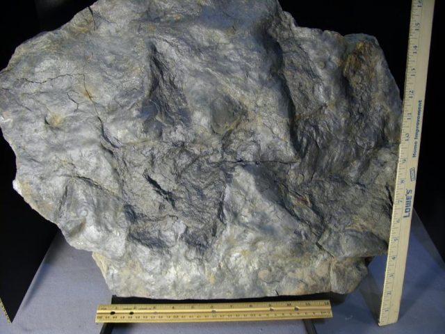 EXTRA LARGE DINOSAUR TRACK  (080320n) - Image 2