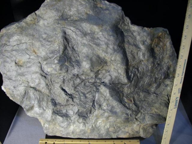 EXTRA LARGE DINOSAUR TRACK  (080320n)
