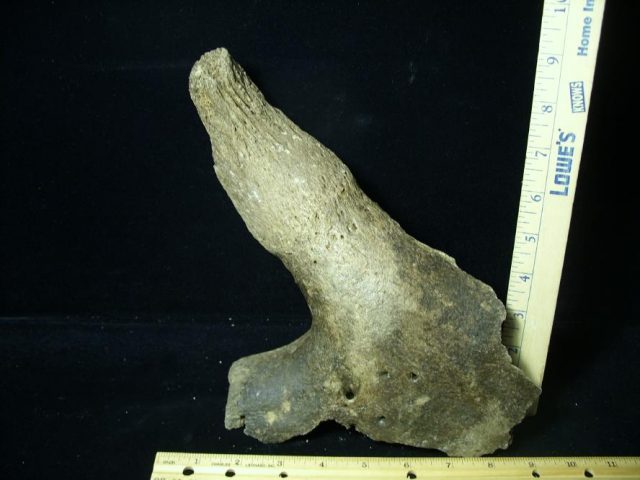 Fossil Bison Horn (080520b)