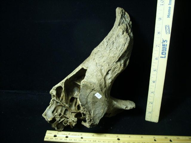 Fossil Bison Horn (080520b) - Image 2