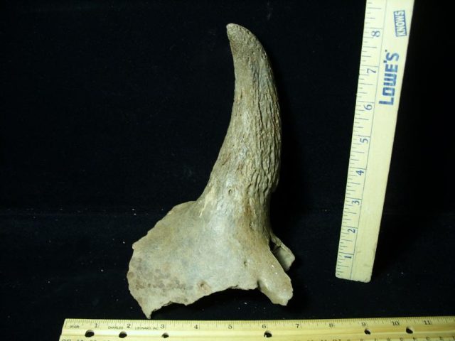 Fossil Bison Horn (080520c)