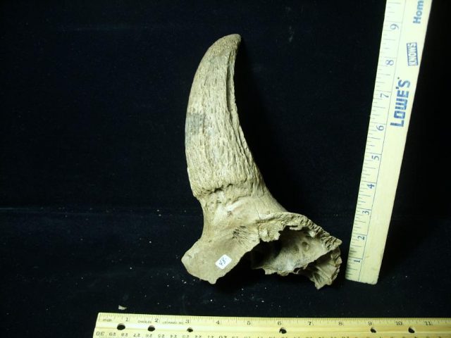 Fossil Bison Horn (080520c) - Image 2