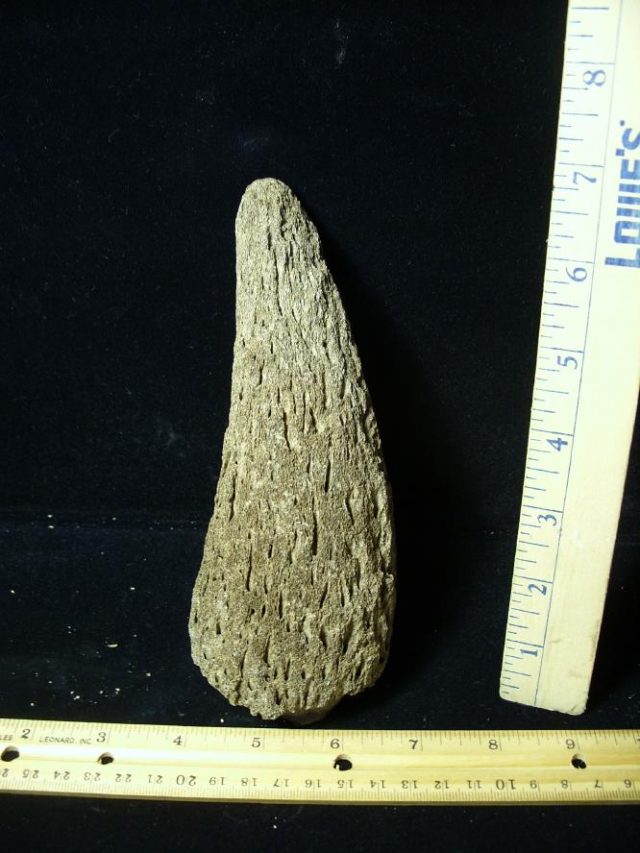 Fossil Bison Horn (080520d)