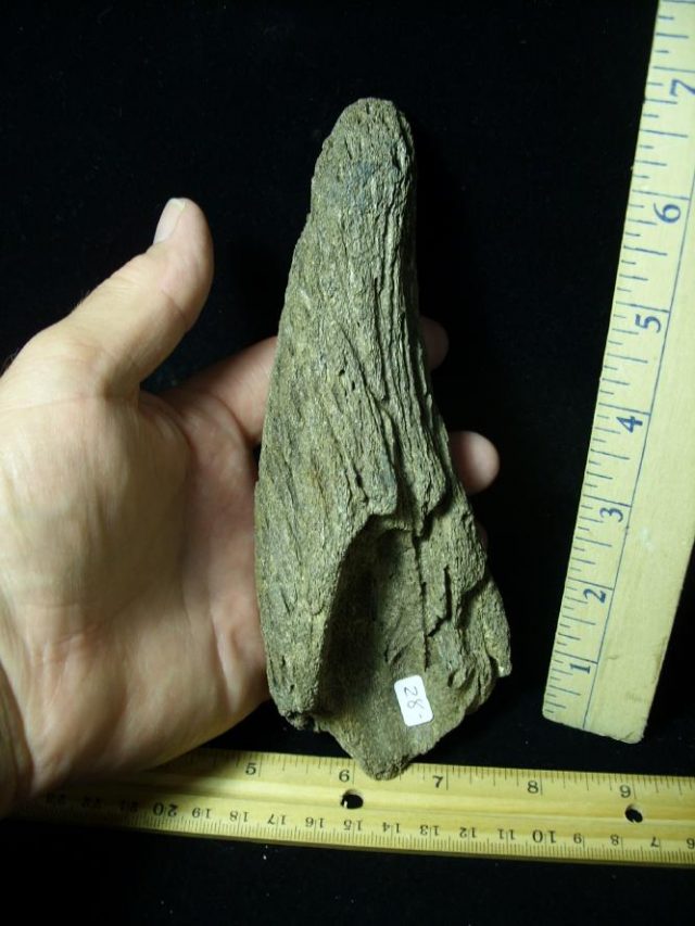 Fossil Bison Horn (080520d) - Image 2