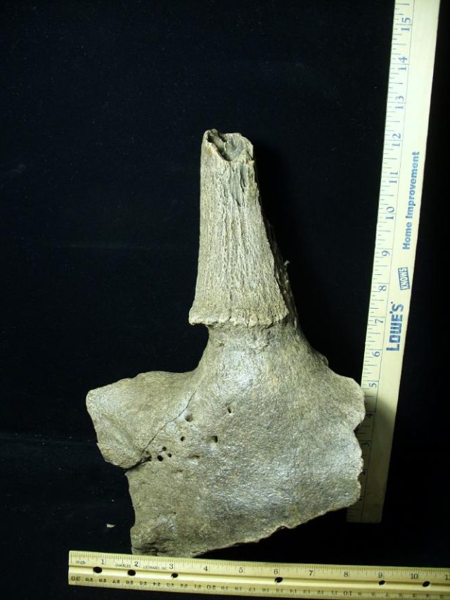 Fossil Bison Horn (080520e)
