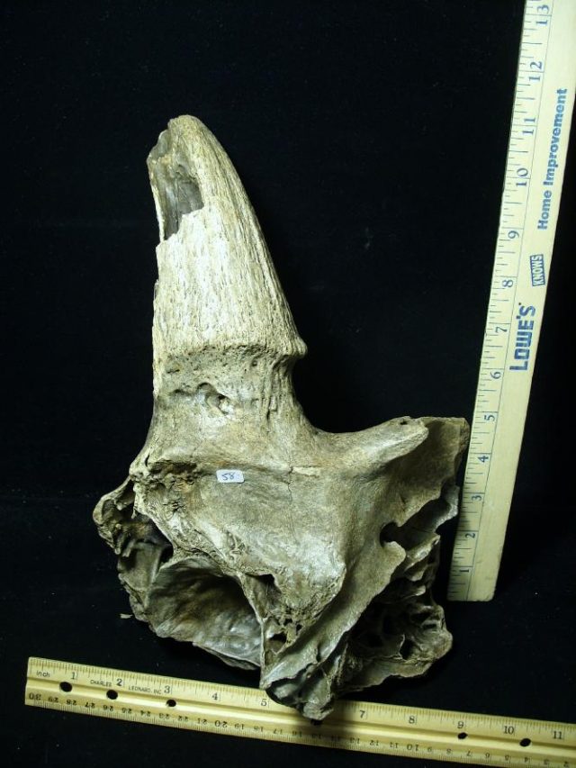 Fossil Bison Horn (080520e) - Image 2