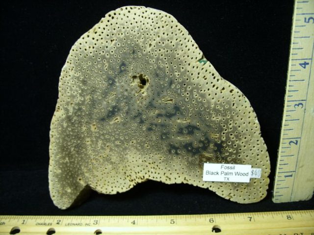 Petrified "Palm Wood" Wood Log Slice 080620a
