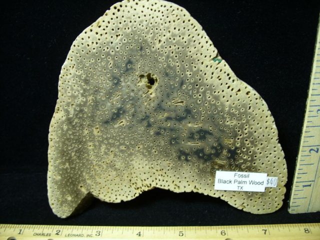 Petrified "Palm Wood" Wood Log Slice 080620a - Image 2